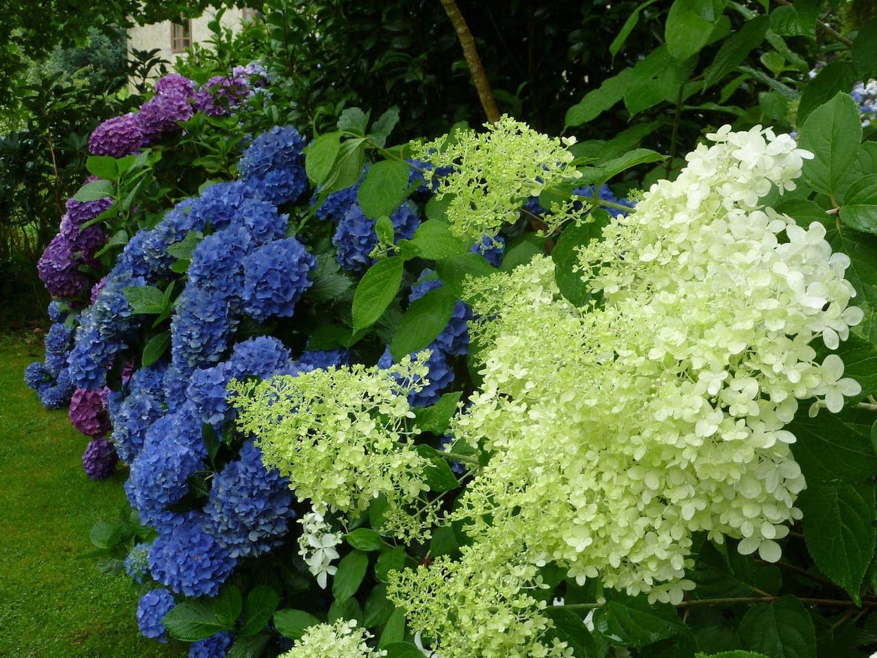 Colorfull hydrangea flowers