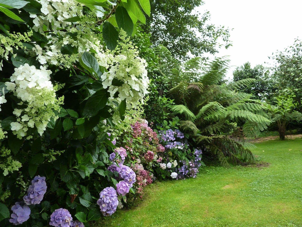 Hydrangea plants