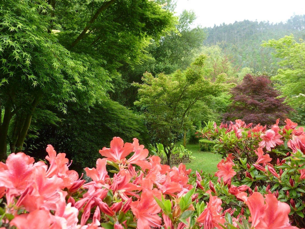 Japanese garden flowers 